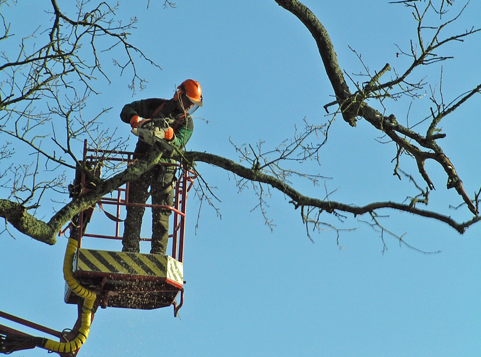 Tree Management