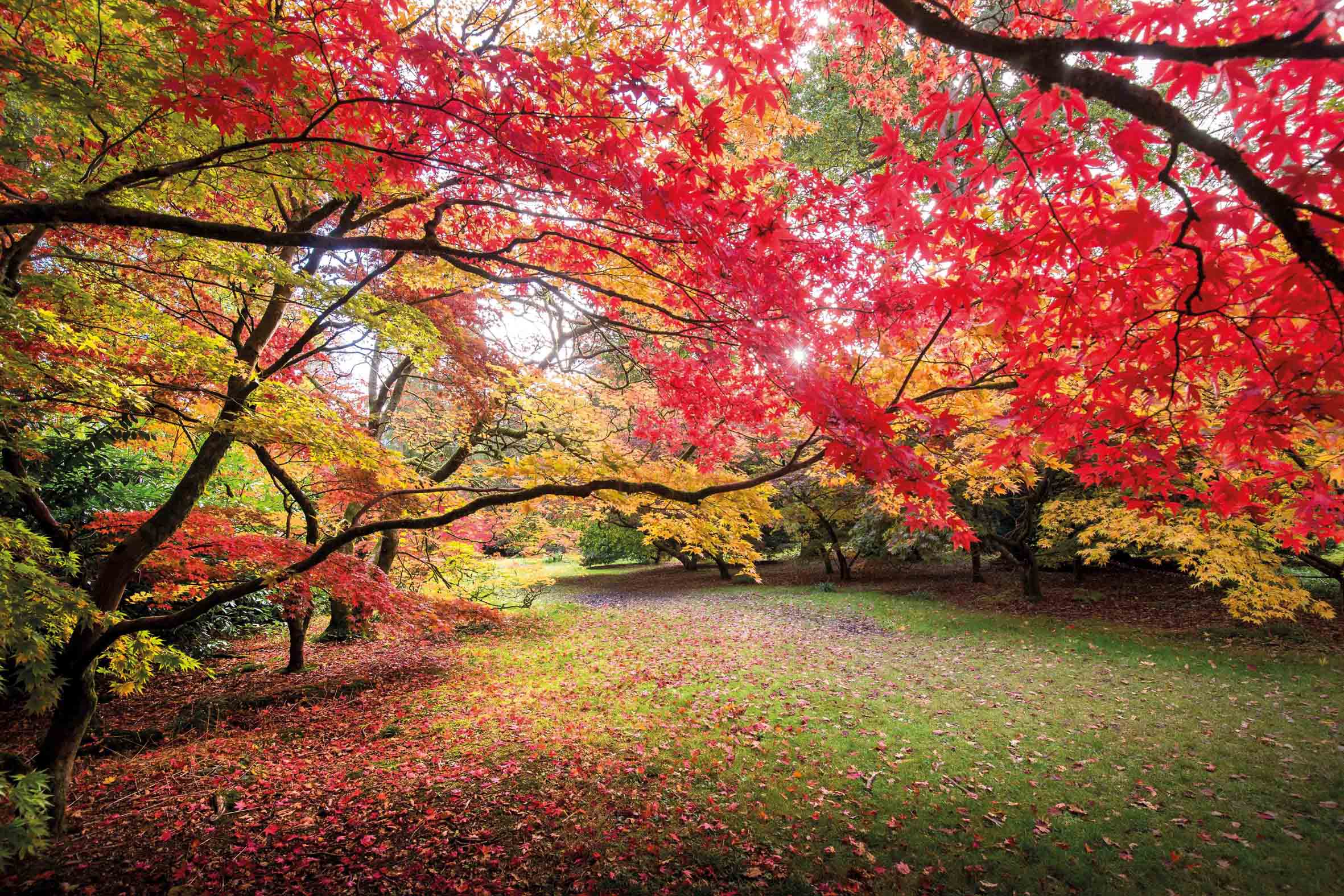 Autumn tree highlights