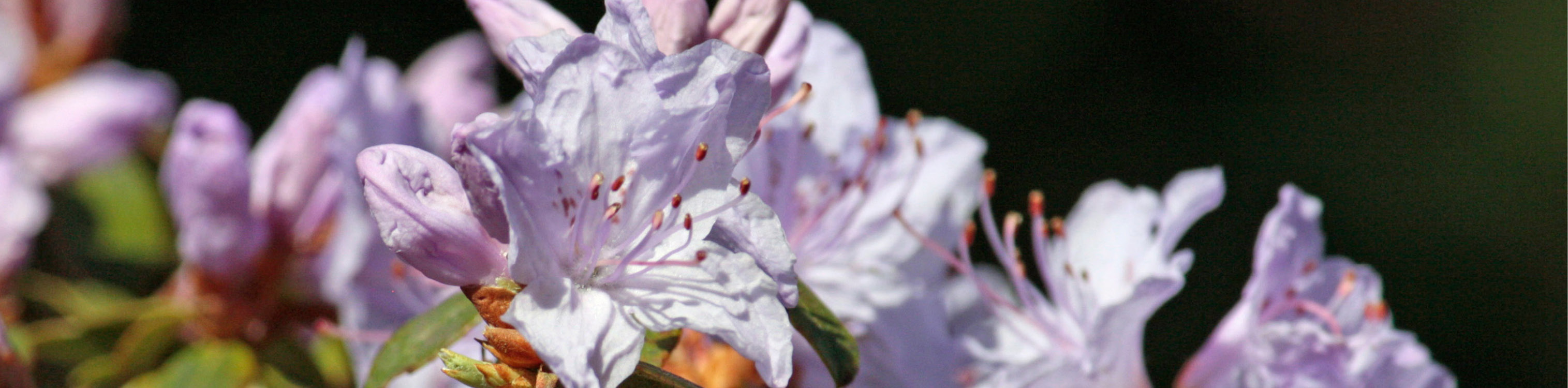 Mauve flowers Open mauve flowers in sunshine