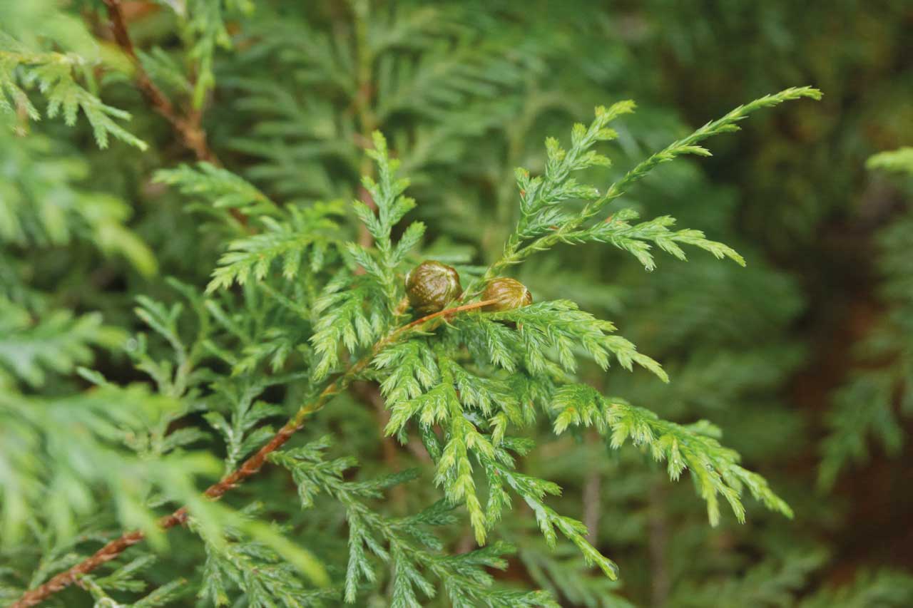 Golden Vietnamese Cypress leaves and fruit