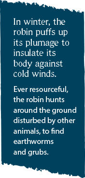 In winter, the robin puffs up its plumage to insulate its body against cold winds.