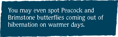 You may even spot Peacock and Brimstone butterflies coming out of hibernation on warmer days