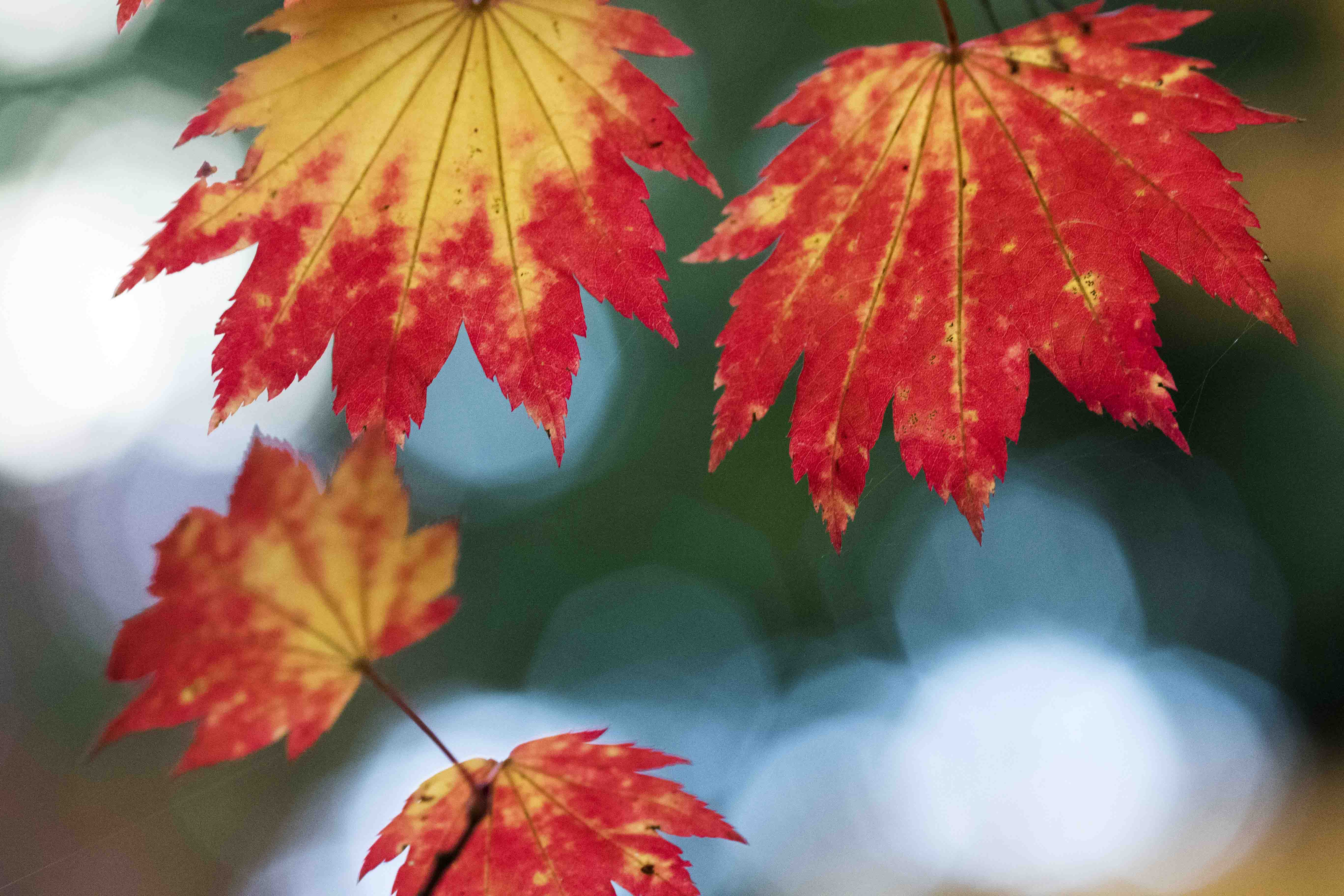 Westonbirt blog