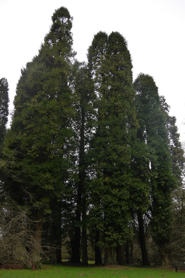 Incense cedar