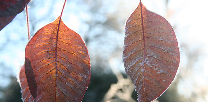 Sunshine on frosty leaves