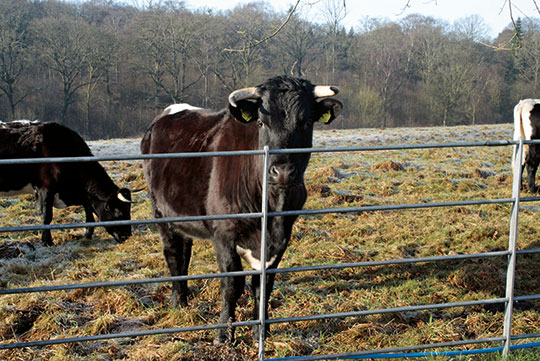 A welcome bunch of grazers