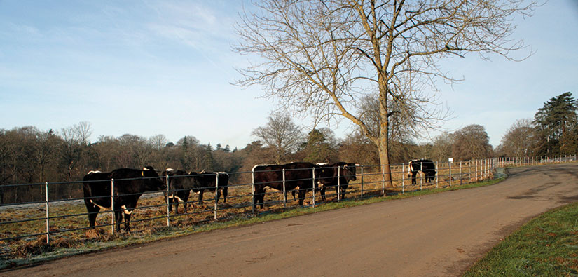 Cattle grazing in the Downs