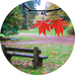 Autumn couple Autumn couple