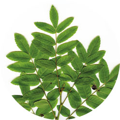 Northern Californian walnut Northern Californian walnut