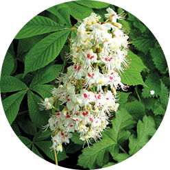 Horse chestnut Horse chestnut