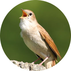 Singing Nightingale Singing Nightingale