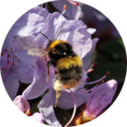 Bee buzzing among the flowers Bee buzzing among the flowers