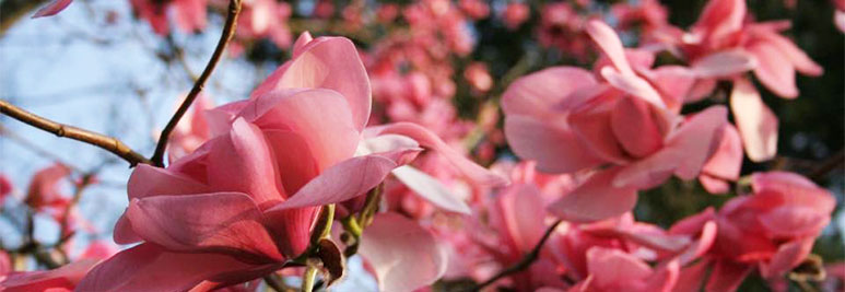 What's Looking Good this Spring? Pink flowers blossoming