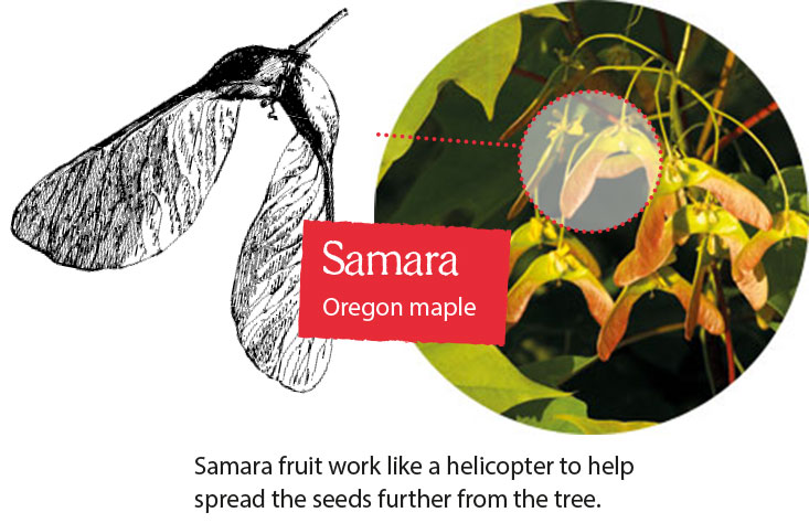 Samara Samara fruit work like a helicopter to help spread the seeds further from the tree.