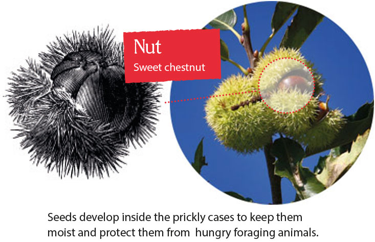 Nut Seeds develop inside the prickly cases to keep them moist and protect them from hungry foraging animals.