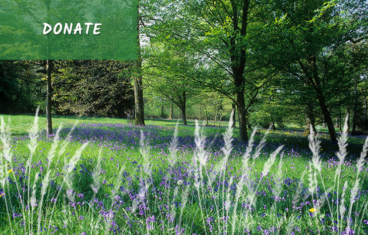 Support Westonbirt Arboretum