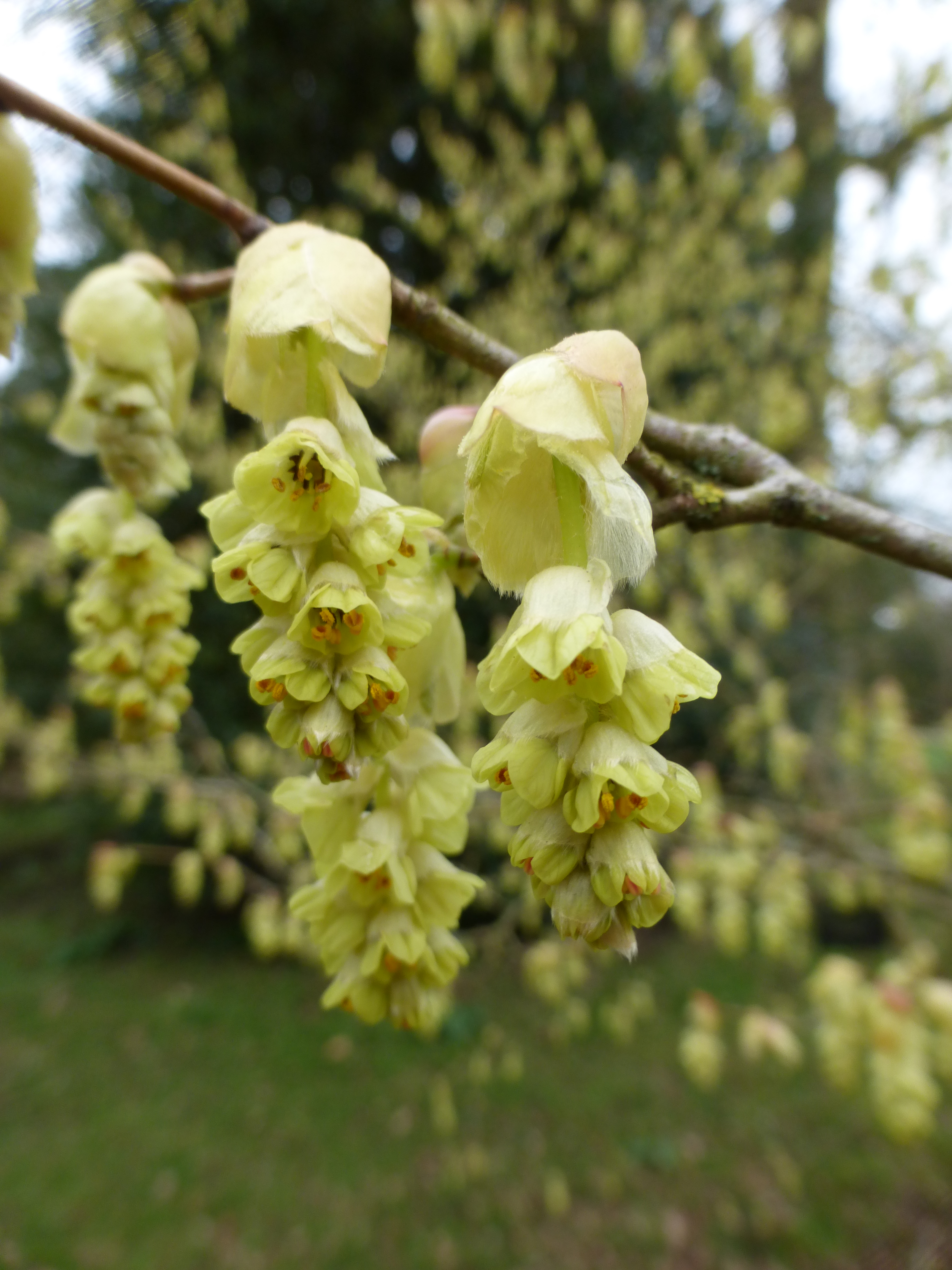 Tree of the Month - April 2018