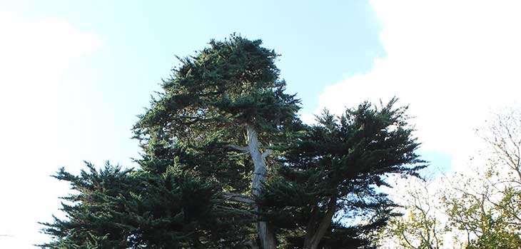 Monterey cypress Monterey cypress
