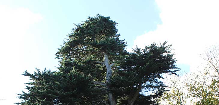 Monterey cypress