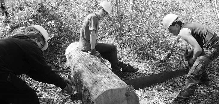 Cutting down a tree