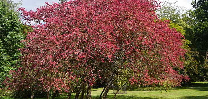 Euonymus oxyphyllus