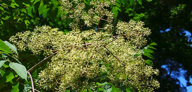 Japanese Angelica Tree