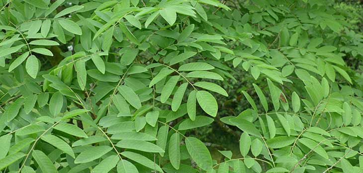 Chinese yellowwood