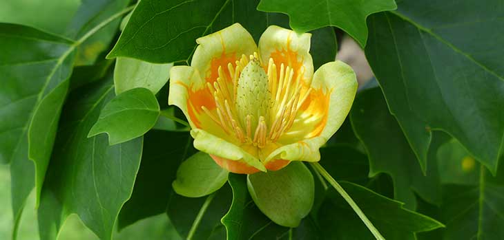 Tulip Tree Tulip Tree