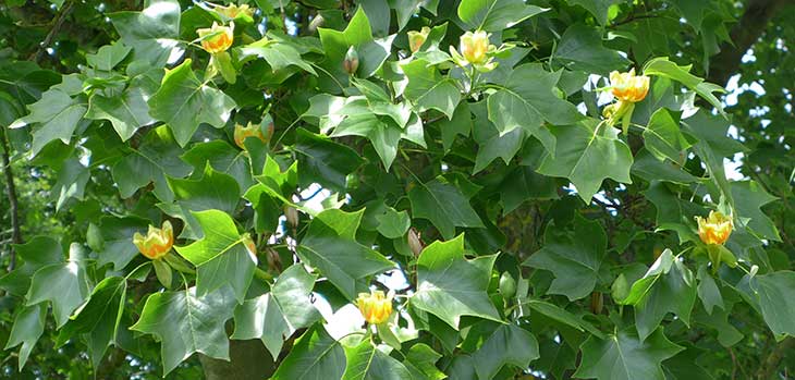 Tulip Tree Tulip Tree
