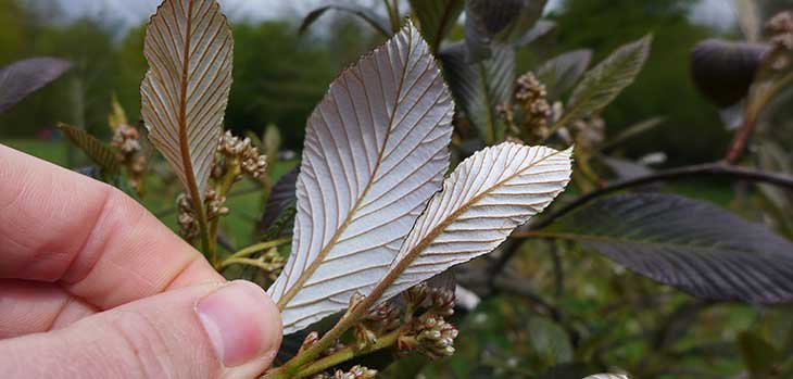 Whitebeam