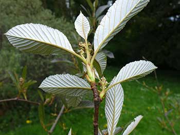 Whitebeam