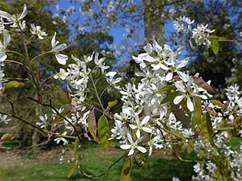 Amelanchier asiatica