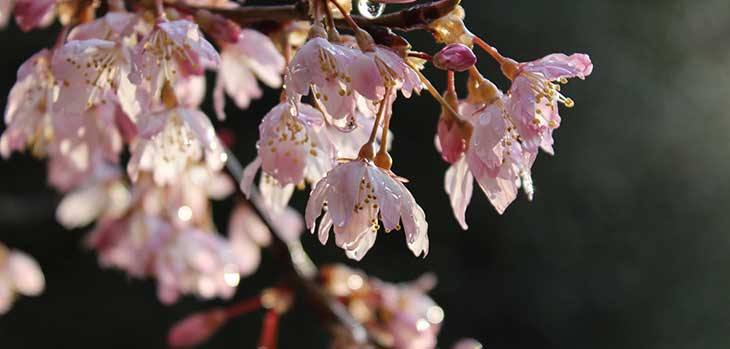 Prunus hirtipes