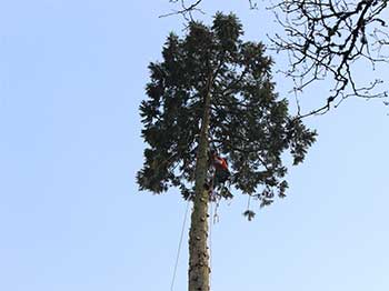 Giant redwood felling Giant redwood felling