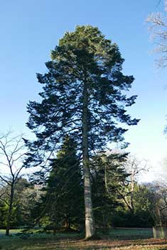 Cheng fir tree