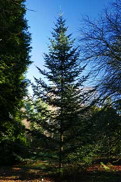 Fraser fir