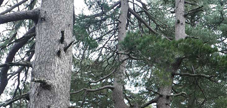 Black pine Black pine