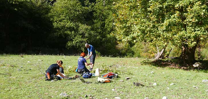 Team seed collecting