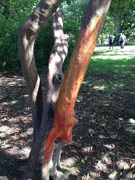 Damaged Rhododendron