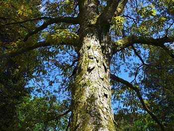 Indian horse chestnut