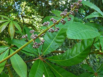 Indian horse chestnut Indian horse chestnut