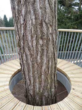 The black pine which is surrounded by the crows nest platform The black pine which is surrounded by the crows nest platform