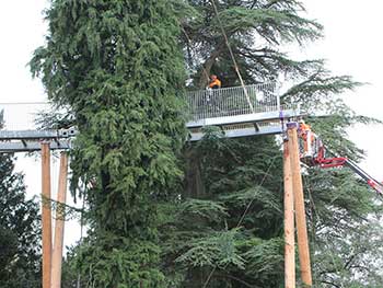 A real sense of height and proximity to the trees A real sense of height and proximity to the trees