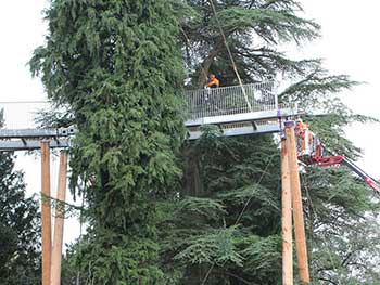 A real sense of height and proximity to the trees