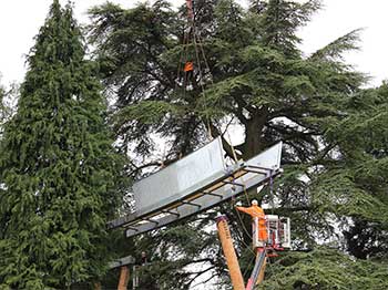 This section of the walkway comes very close to a large cedar - our Tree Team were on hand to help! This section of the walkway comes very close to a large cedar - our Tree Team were on hand to help!