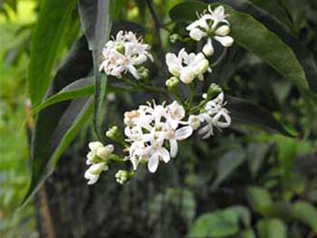 Heptacodium miconioides