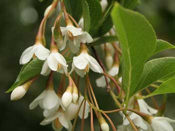 Styrax japonicus snowbell tree credit Gina Mills