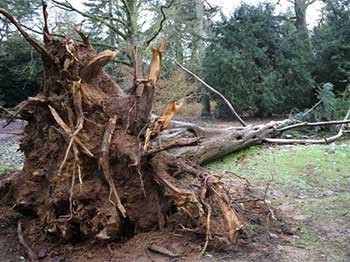 The uprooted remains of a large Nootka cypress