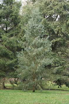 Picea farreri Picea farreri