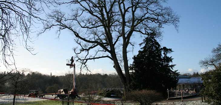 Work begins on dismantling the old oak tree